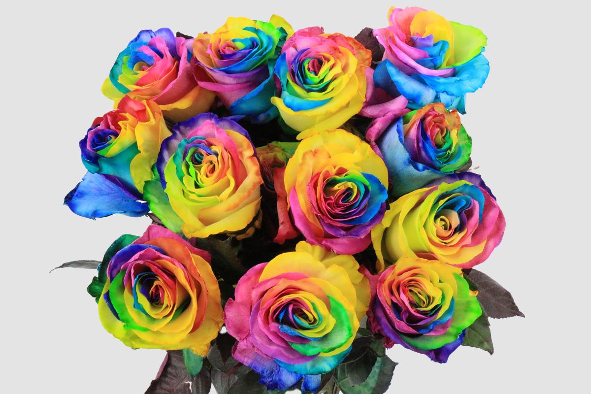 Срезанные цветы оптом Rosa ec paint magic rainbow от 100шт. из Голландии с доставкой по России