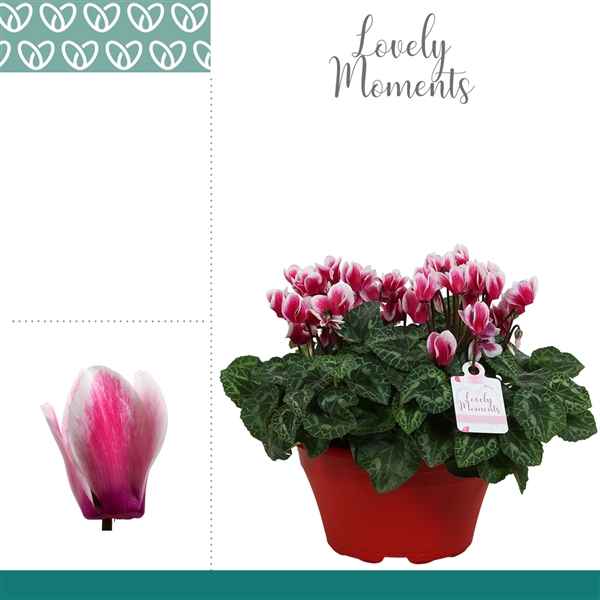 Горшечные цветы и растения оптом Cyclamen Lovely Moments Lila Bowl Ariel от 1шт из Голландии с доставкой по России