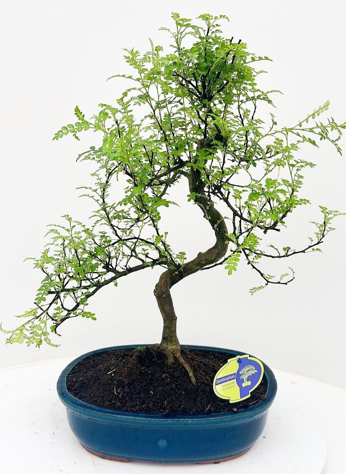 Горшечные цветы и растения оптом Bonsai Without Driptray от 2шт из Голландии с доставкой по России