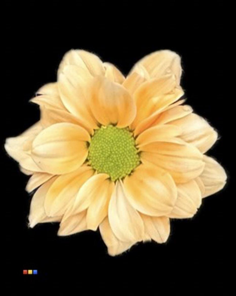 Срезанные цветы оптом Chrys sp paint kennedy pastel orange от 40шт из Голландии с доставкой по России