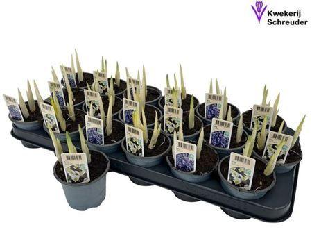 Горшечные цветы и растения оптом Iris Ret Gem 2 Kl от 18шт (для телеги) из Голландии с доставкой по России