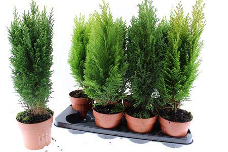 Горшечные цветы и растения оптом Coniferen Gem от 8шт из Голландии с доставкой по России