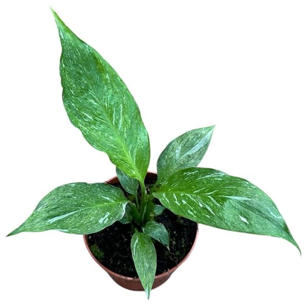 Горшечные цветы и растения оптом Spathiphyllum Diamond от 1шт из Голландии с доставкой по России