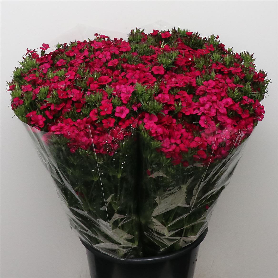 Срезанные цветы оптом Dianthus br amazon neon cherry от 100шт из Голландии с доставкой по России