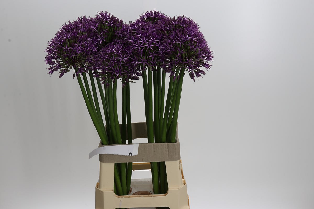 Срезанные цветы оптом Allium big flower от 20шт из Голландии с доставкой по России