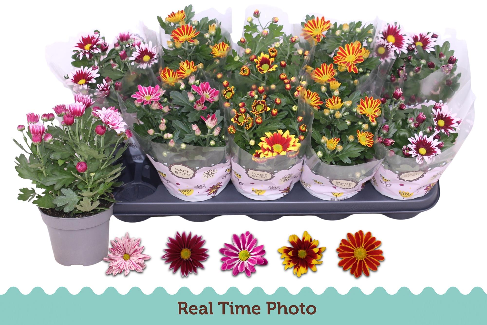 Горшечные цветы и растения оптом Chrys Gem 2 Kl Bloem от 10шт из Голландии с доставкой по России