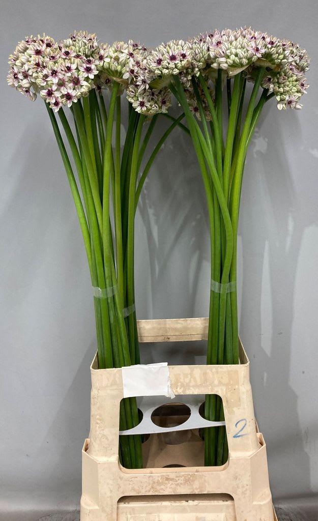 Срезанные цветы оптом Allium silverspring от 50шт из Голландии с доставкой по России