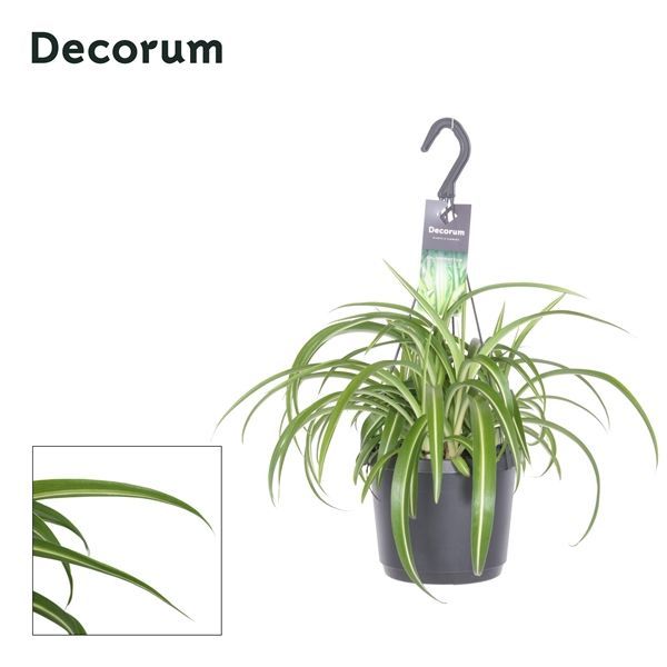 Горшечные цветы и растения оптом Chlorophytum Comosum Bonnie от 6шт из Голландии с доставкой по России