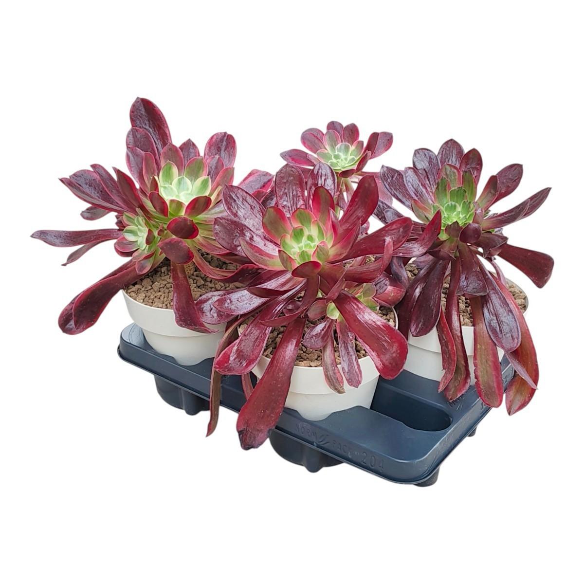 Горшечные цветы и растения оптом Aeonium Medusa от 4шт из Голландии с доставкой по России