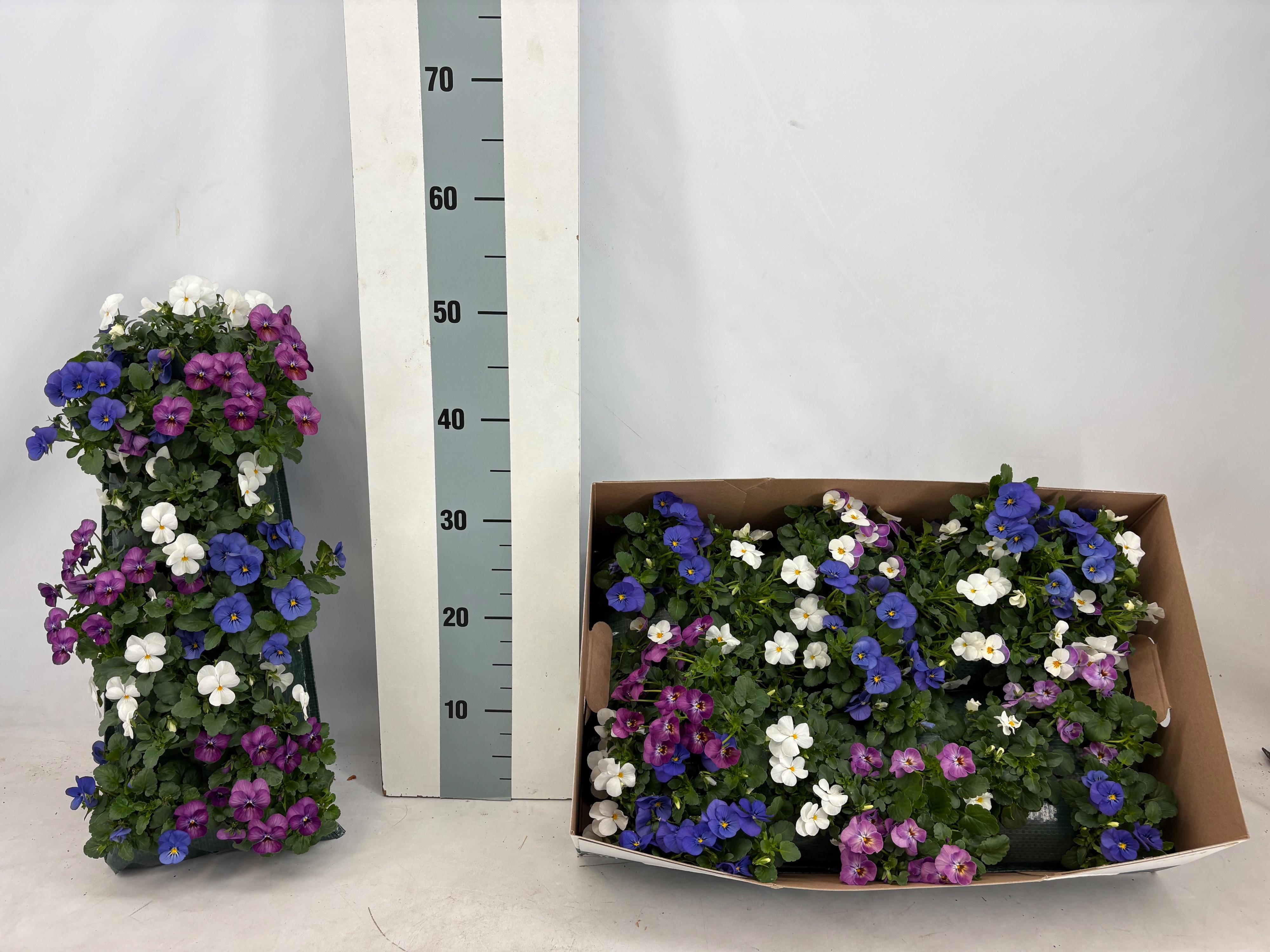 Горшечные цветы и растения оптом Vio Cornuta от 2шт из Голландии с доставкой по России