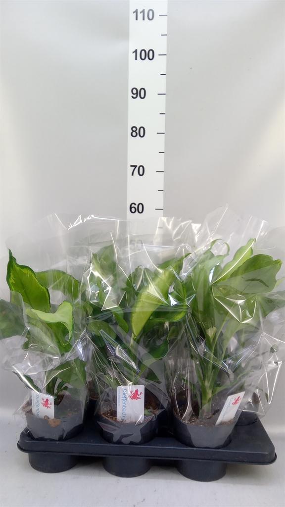 Горшечные цветы и растения оптом Dieffenbachia ivory Green от 6шт из Голландии с доставкой по России
