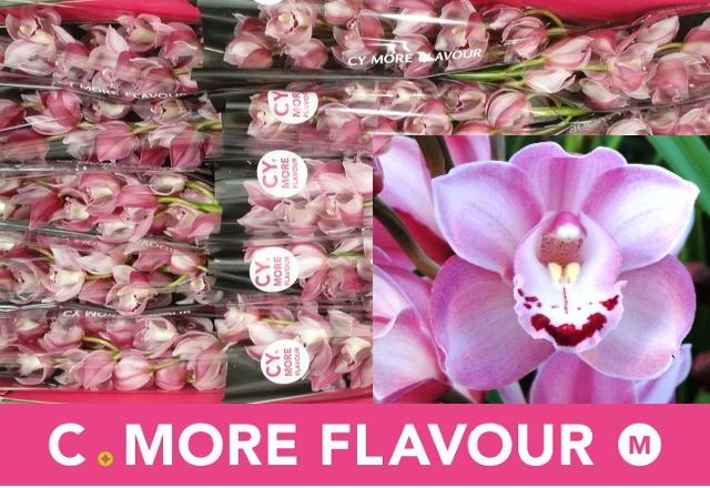 Срезанные цветы оптом Minicymbidium riaad от 15шт из Голландии с доставкой по России