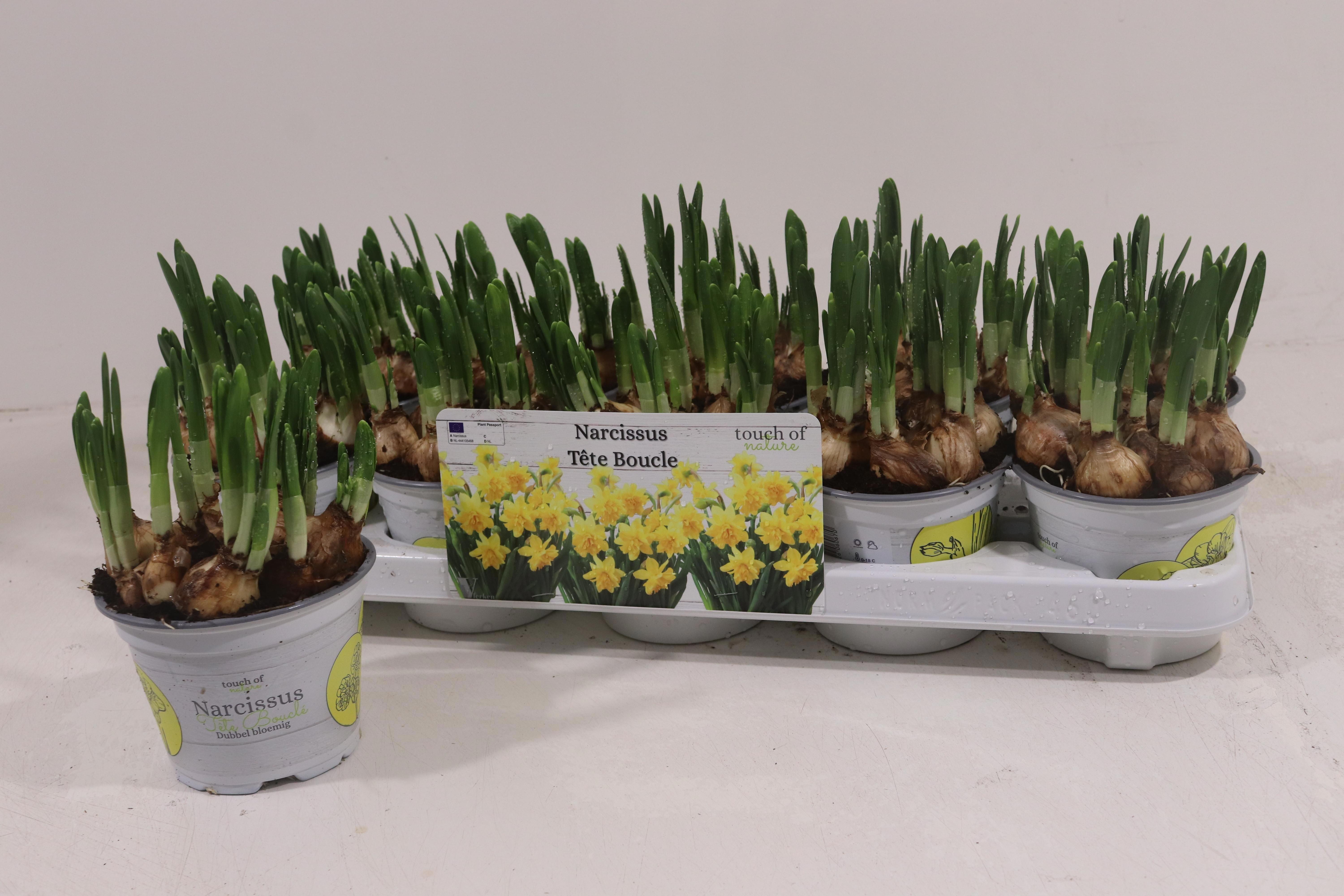 Горшечные цветы и растения оптом Narc D Tete Boucle от 10шт из Голландии с доставкой по России