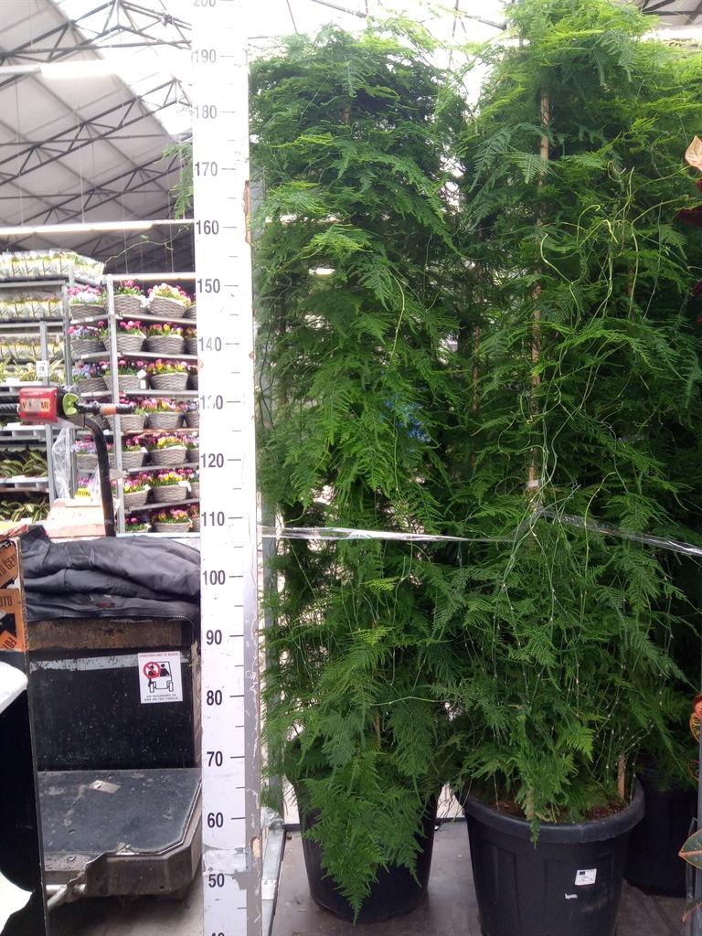 Горшечные цветы и растения оптом Asparagus   ... от 1шт из Голландии с доставкой по России