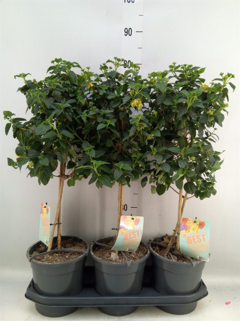 Горшечные цветы и растения оптом Lantana Camara   ... от 3шт из Голландии с доставкой по России