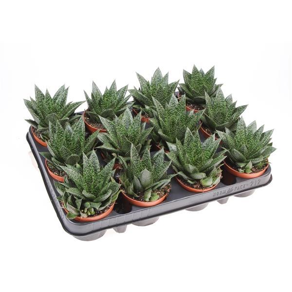 Горшечные цветы и растения оптом Aloe Due от 12шт (для телеги) из Голландии с доставкой по России