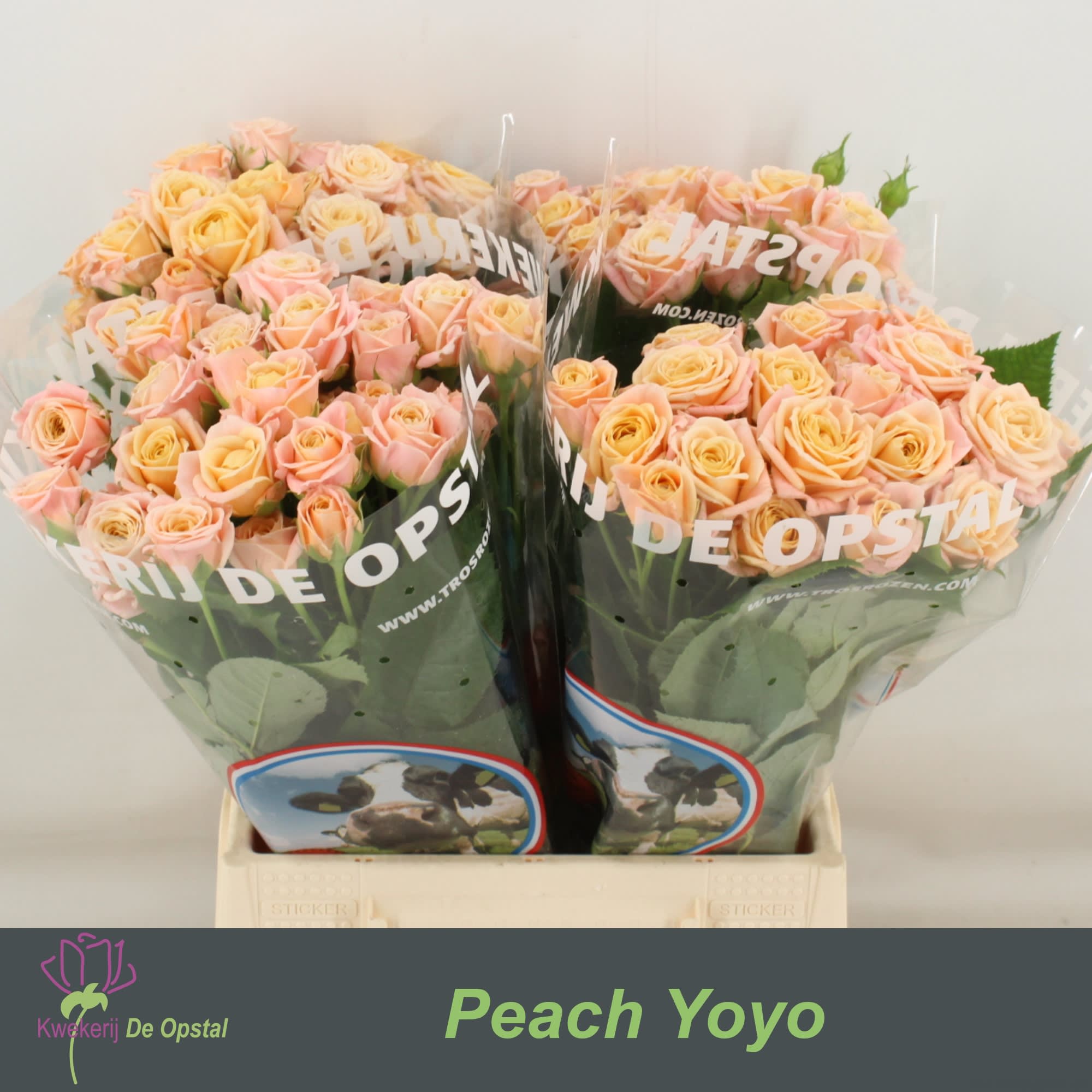 Срезанные цветы оптом Rosa spray peach yo-yo от 40шт из Голландии с доставкой по России