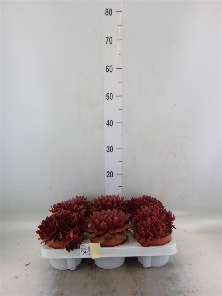 Горшечные цветы и растения оптом Sempervivum   ... от 6шт из Голландии с доставкой по России