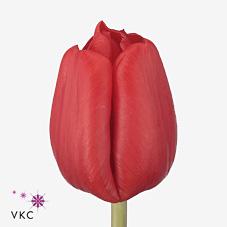 Срезанные цветы оптом Tulipa si escape от 100шт из Голландии с доставкой по России