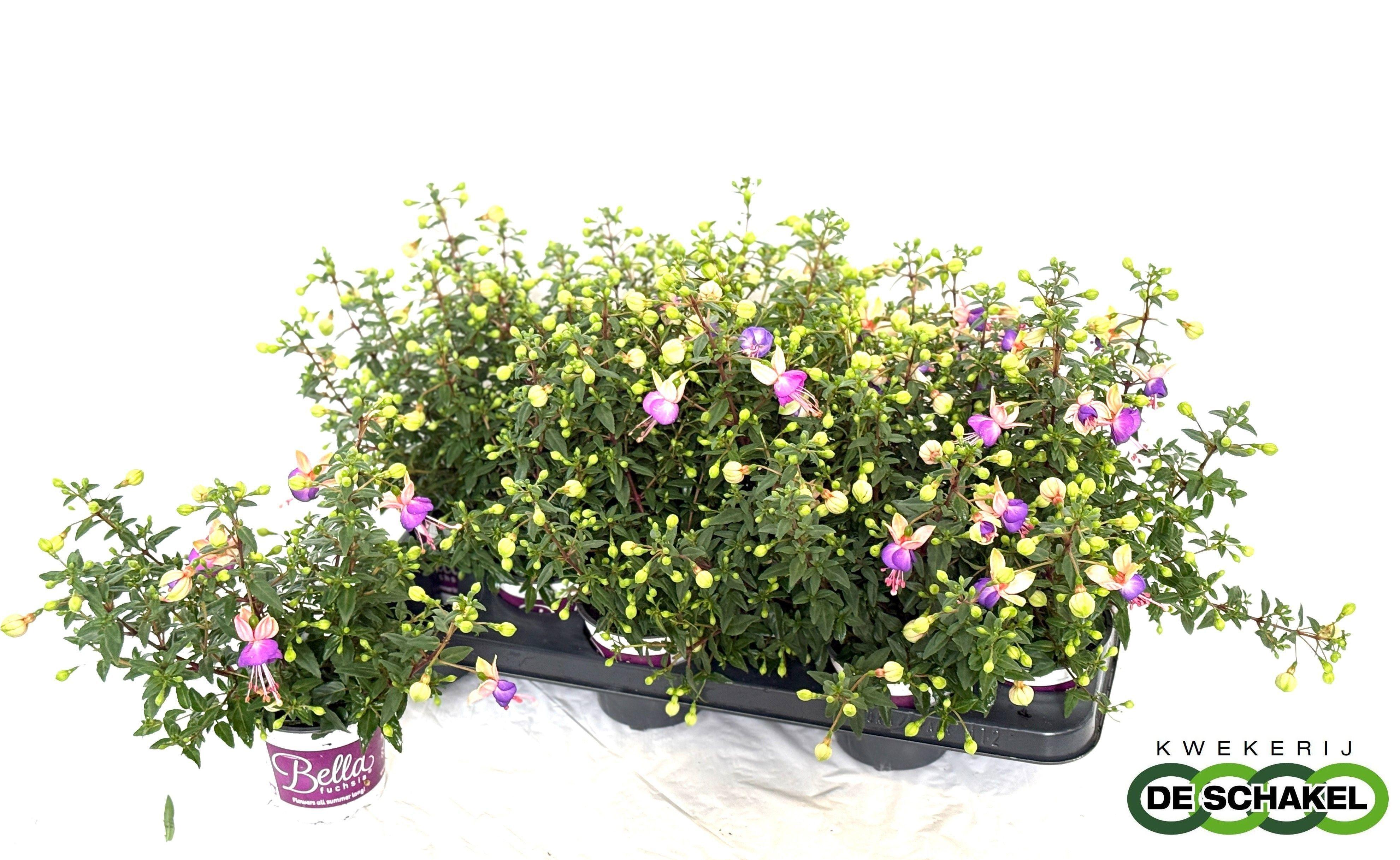 Горшечные цветы и растения оптом Fuchsia B F Bianca от 12шт из Голландии с доставкой по России