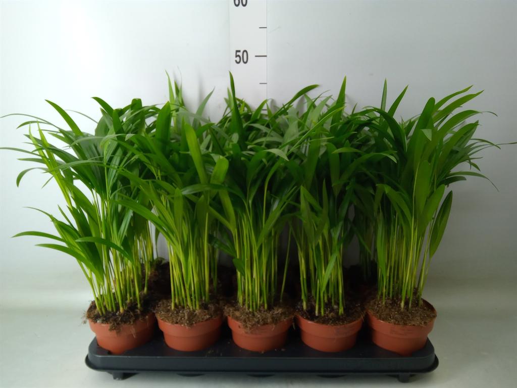 Горшечные цветы и растения оптом Dypsis Lutescens   ...chrysalidoca от 10шт из Голландии с доставкой по России