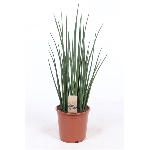 Горшечные цветы и растения оптом Sansevieria Mikado от 1шт из Голландии с доставкой по России