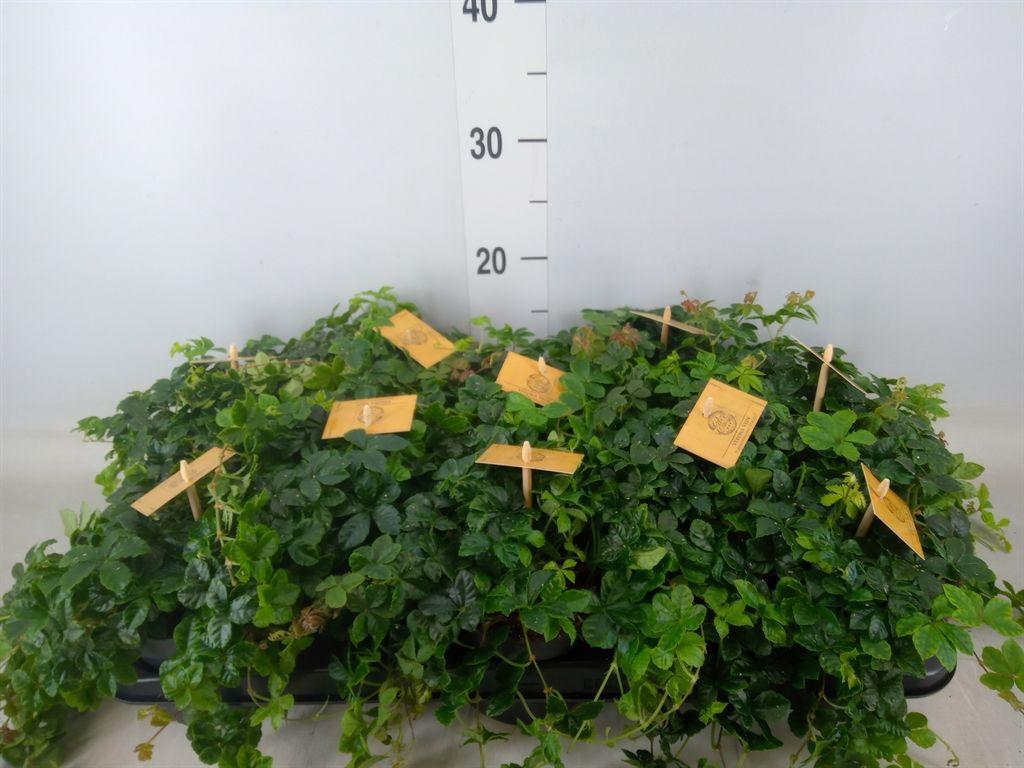 Горшечные цветы и растения оптом Parthenocissus Inserta от 10шт из Голландии с доставкой по России