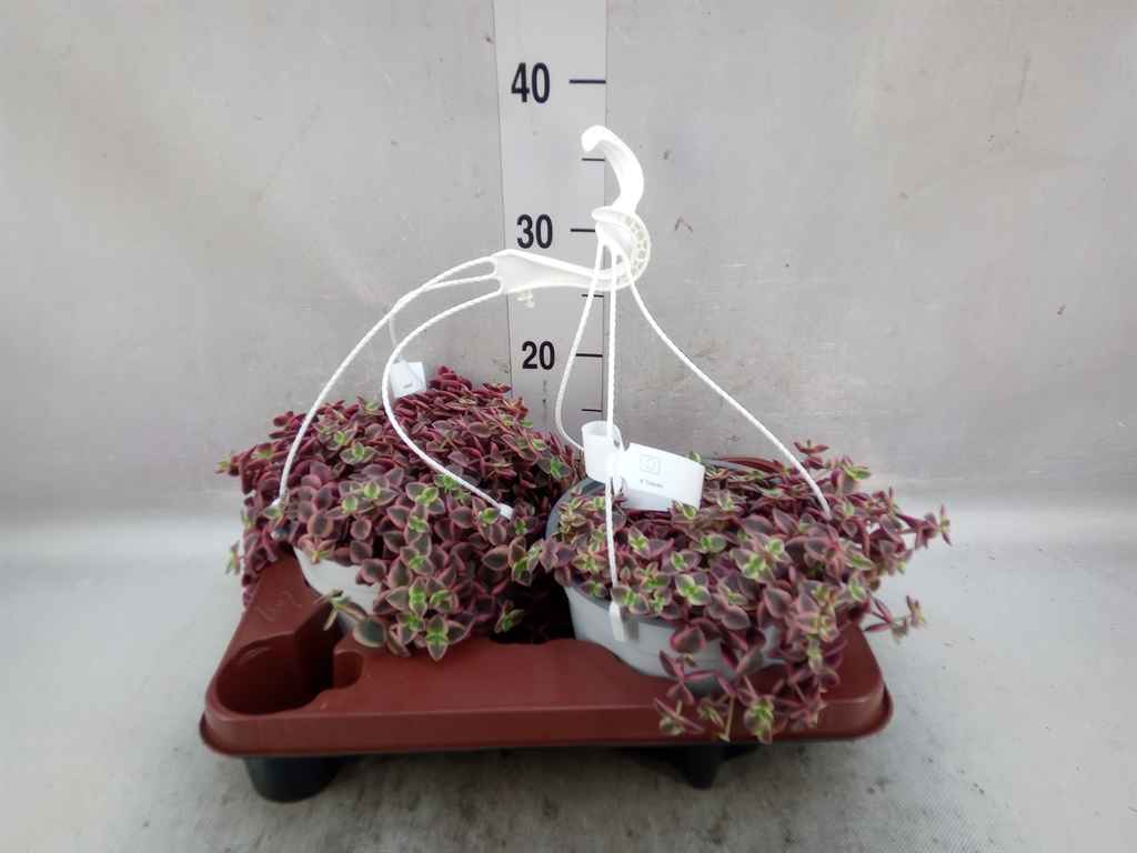 Горшечные цветы и растения оптом Crassula Marginalis от 2шт из Голландии с доставкой по России