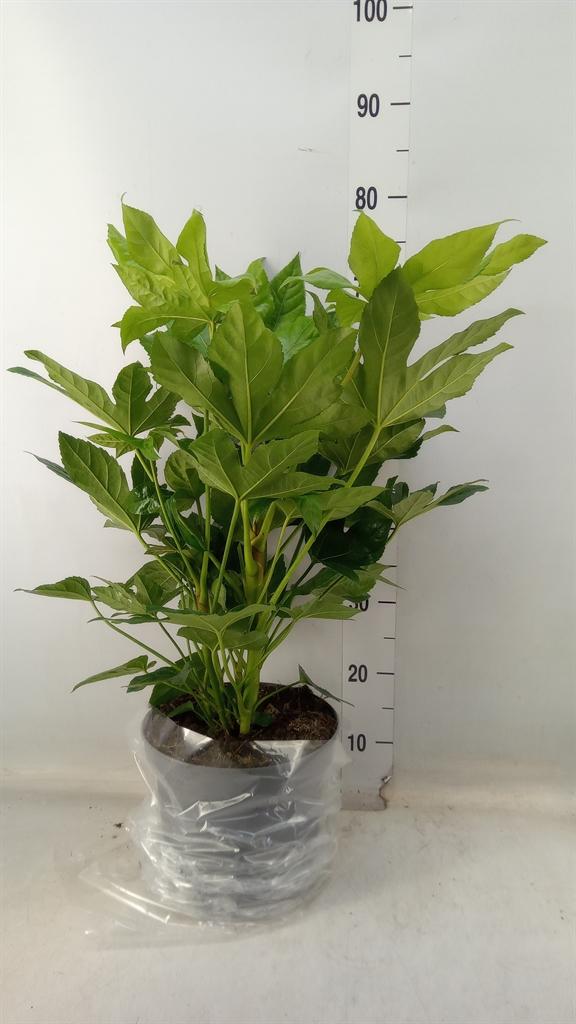 Горшечные цветы и растения оптом Fatsia Japonica   ... от 1шт из Голландии с доставкой по России