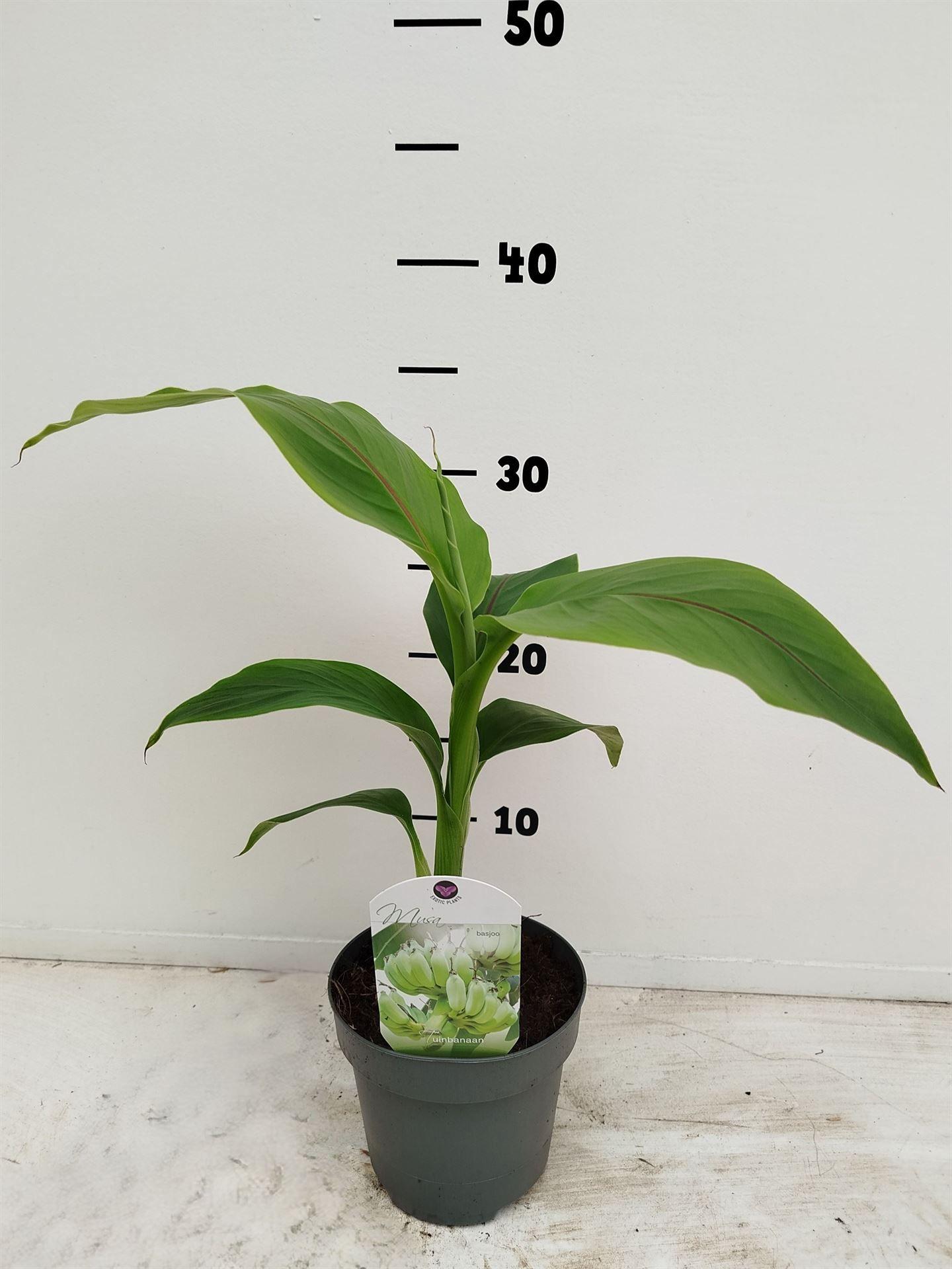 Горшечные цветы и растения оптом Musa Basjoo от 10шт из Голландии с доставкой по России