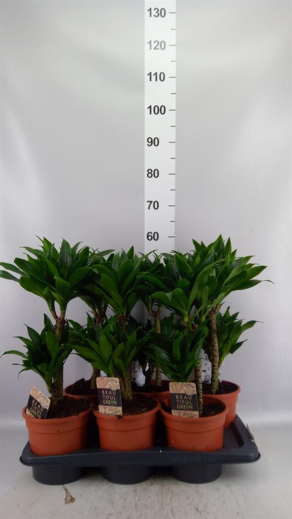 Горшечные цветы и растения оптом Dracaena Frag. compacta от 6шт из Голландии с доставкой по России