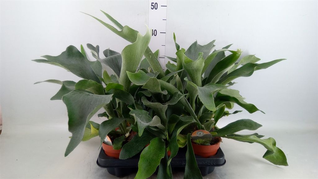 Горшечные цветы и растения оптом Platycerium Bifurcatum от 6шт из Голландии с доставкой по России