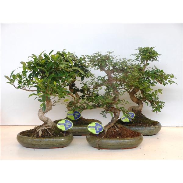Горшечные цветы и растения оптом Bonsai Mix, Indoor, Without от 3шт из Голландии с доставкой по России