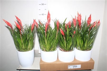 Горшечные цветы и растения оптом Vries Astrid Keramiek Wit * Spring Deal * от 6шт из Голландии с доставкой по России