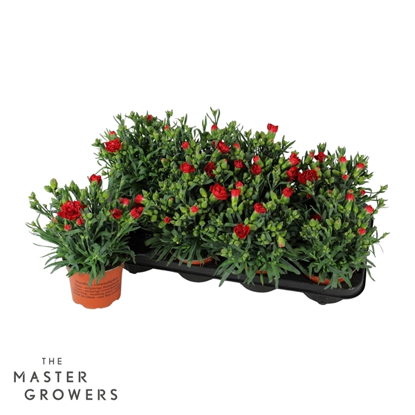 Горшечные цветы и растения оптом Dianthus Caryophyllus Amor от 8шт из Голландии с доставкой по России