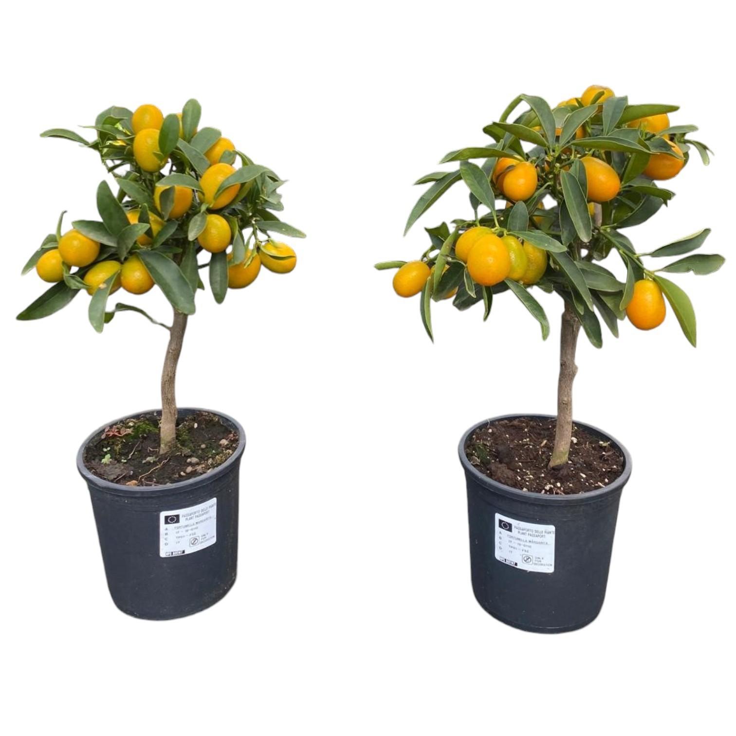 Горшечные цветы и растения оптом Citrus Kumquat On Stem от 6шт (для телеги) из Голландии с доставкой по России