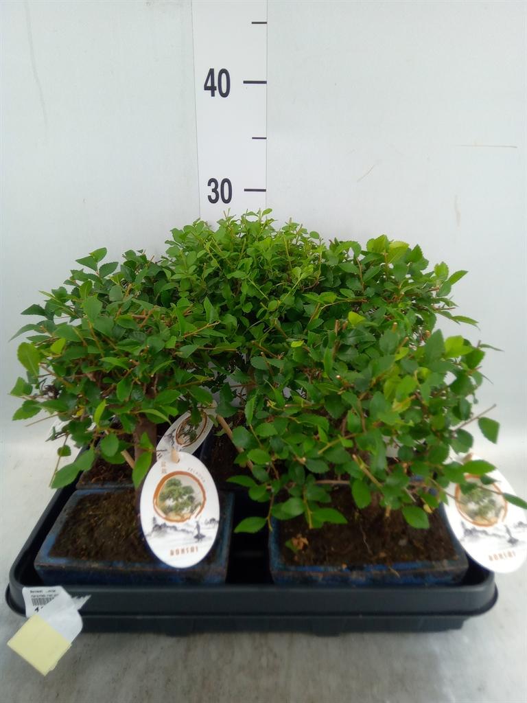 Горшечные цветы и растения оптом Bonsai   ...mix от 5шт из Голландии с доставкой по России