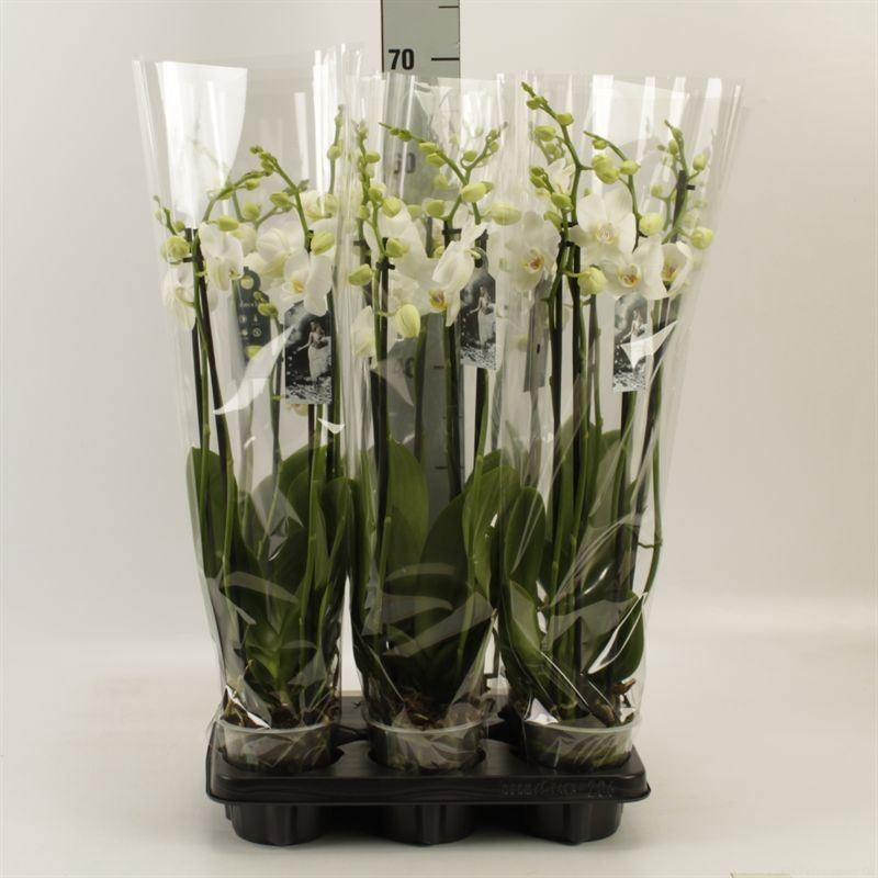 Горшечные цветы и растения оптом Phalaenopsis   ...white от 6шт' из Голландии с доставкой по России