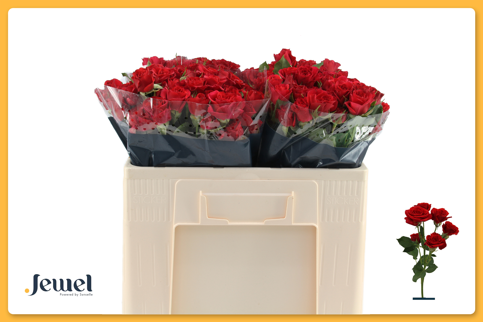 Срезанные цветы оптом Rosa spray mirabel от 50шт из Голландии с доставкой по России