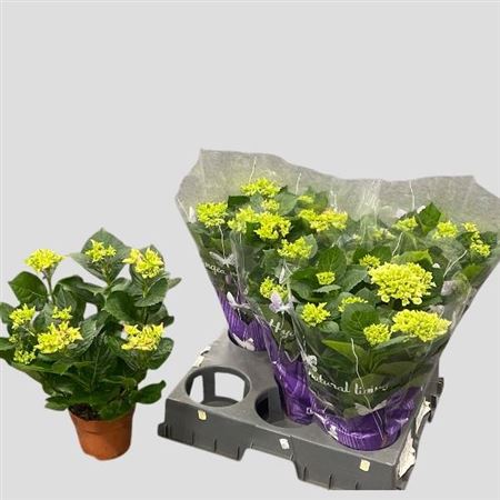 Горшечные цветы и растения оптом Hydr M Gem 6-8+++ от 5шт из Голландии с доставкой по России