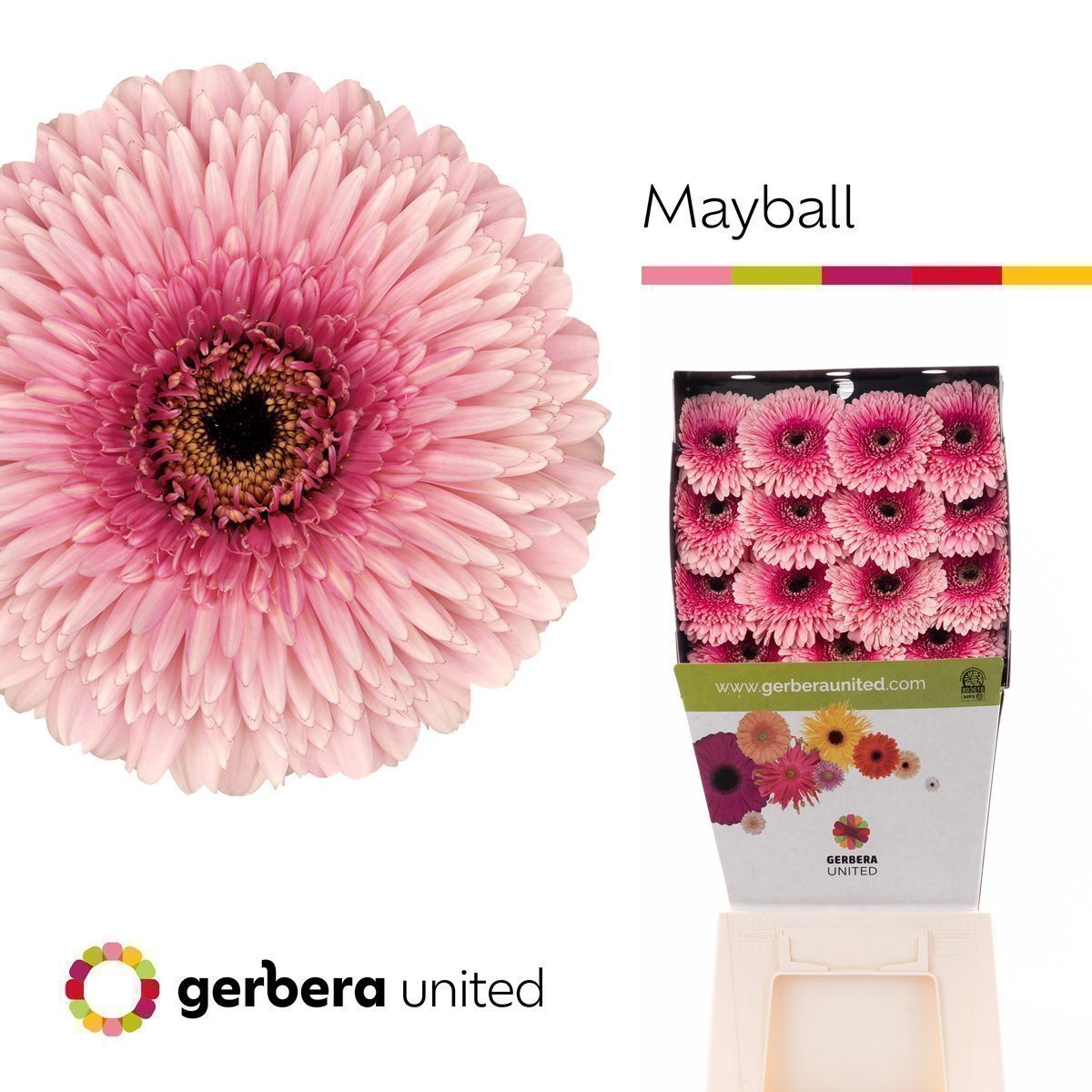 Срезанные цветы оптом Gerbera diamond gerponi mayball от 30шт. из Голландии с доставкой по России