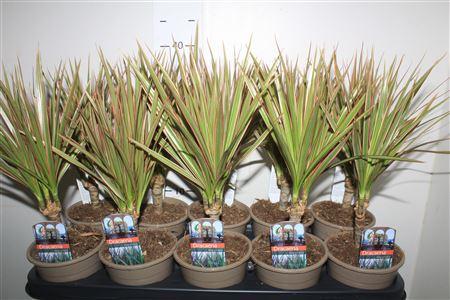 Горшечные цветы и растения оптом Dra Marg Bicolor от 10шт из Голландии с доставкой по России