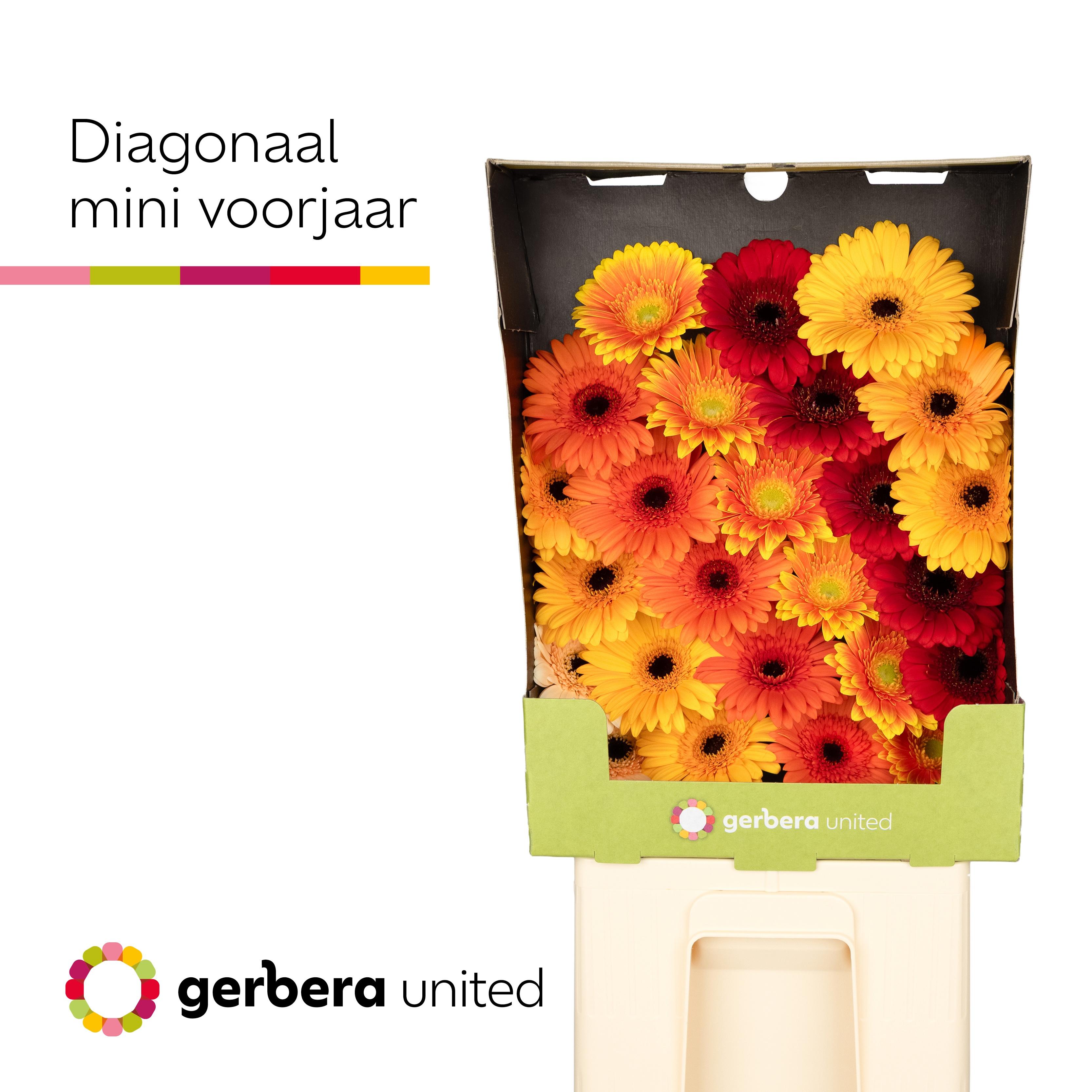 Срезанные цветы оптом Germini diamond mix spring A от 50шт из Голландии с доставкой по России