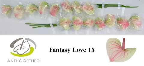 Срезанные цветы оптом Anthurium love fantasy от 15шт из Голландии с доставкой по России