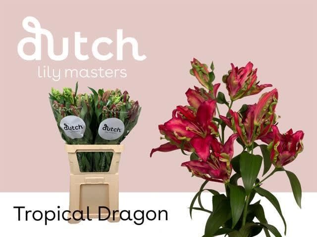 Срезанные цветы оптом Lilium or tropical dragon от 20шт. из Голландии с доставкой по России