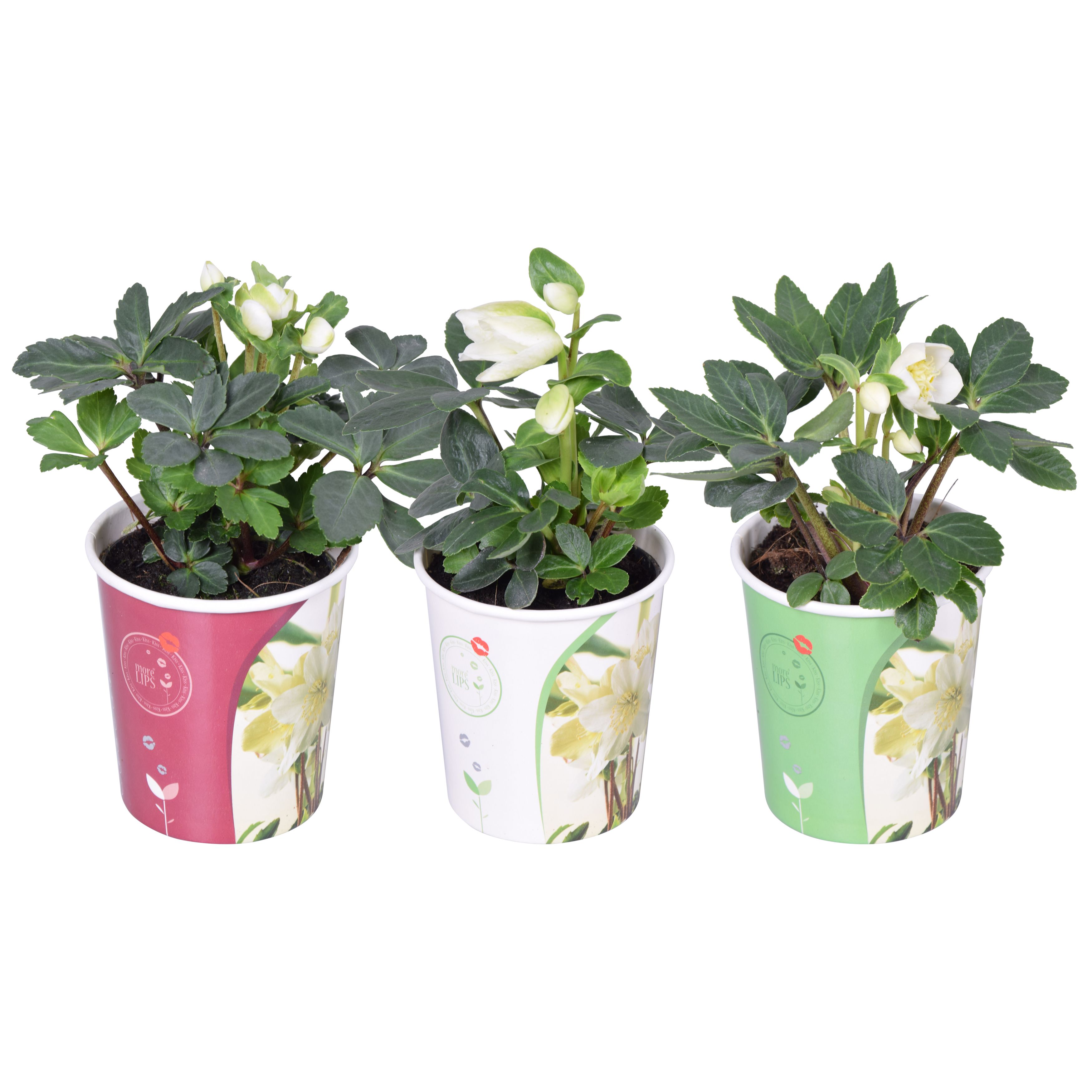 Горшечные цветы и растения оптом Morelips Helleborus N. Christmas Carol 9cm (m) от 8шт (для телеги) из Голландии с доставкой по России