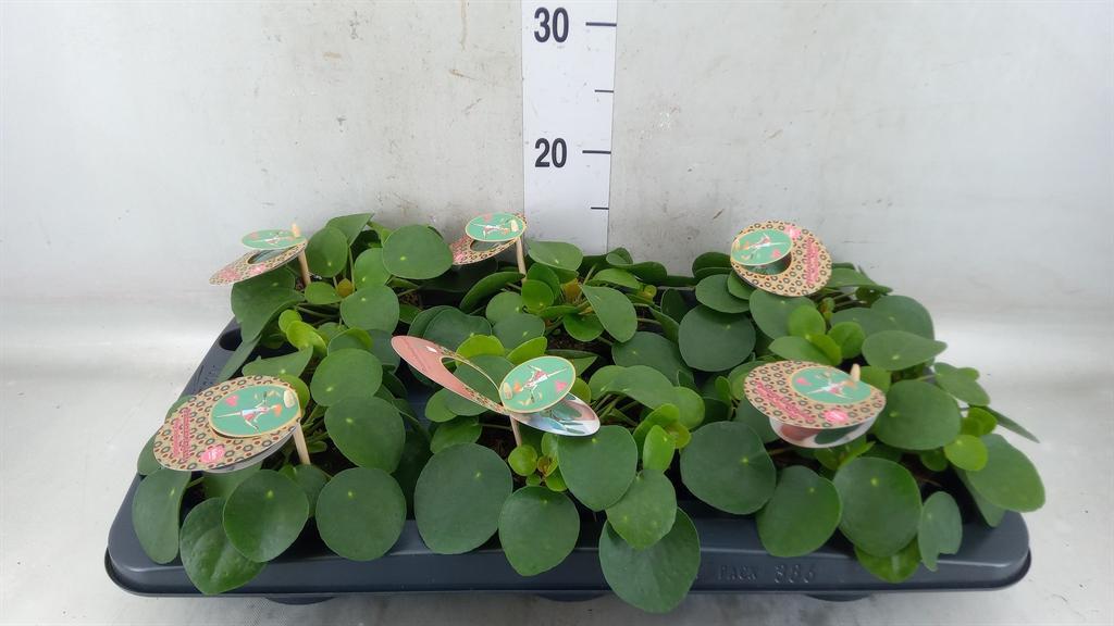 Горшечные цветы и растения оптом Pilea Peperomioides от 6шт из Голландии с доставкой по России