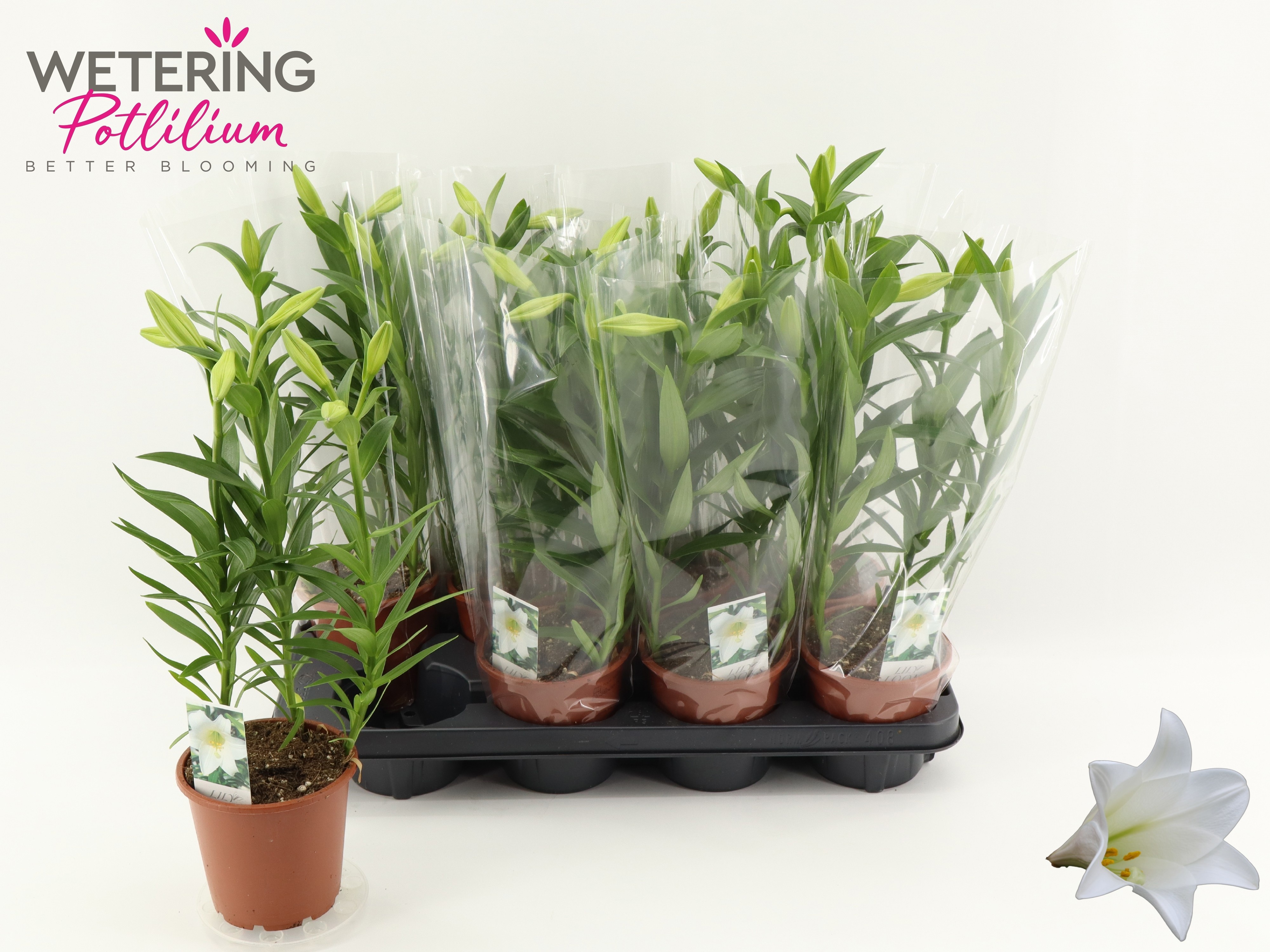 Горшечные цветы и растения оптом Lil Lo Miracle от 8шт из Голландии с доставкой по России