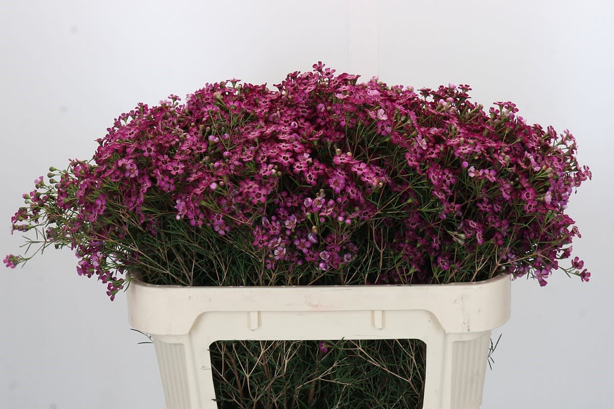 Срезанные цветы оптом Chamelaucium jupiter от 100шт из Голландии с доставкой по России