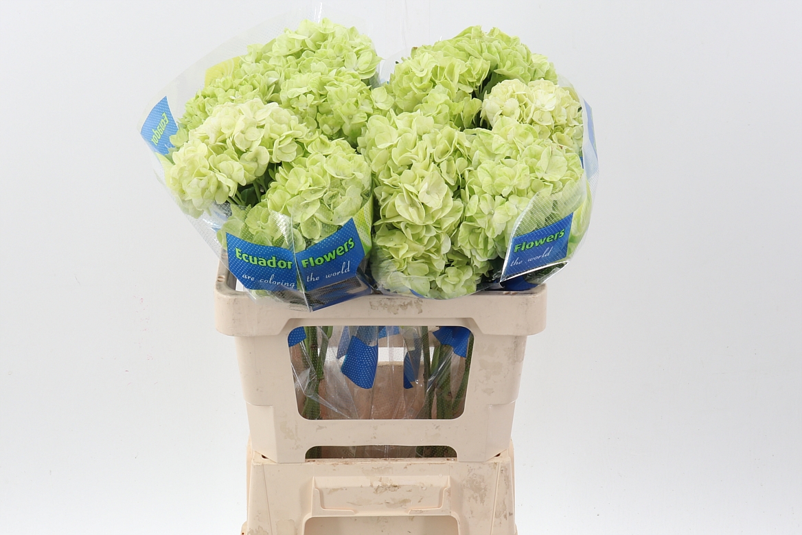 Срезанные цветы оптом Hydrangea lime green от 10шт из Голландии с доставкой по России